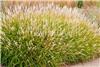 Miscanthus oligostachyus 2