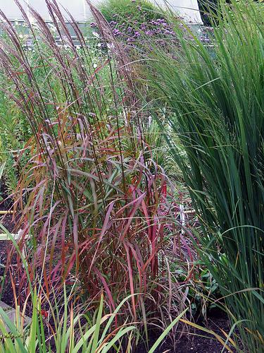 Miscanthus oligostachyus