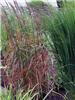 Miscanthus oligostachyus