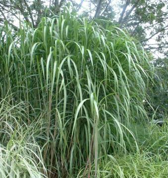 Miscanthus sacchariflorus