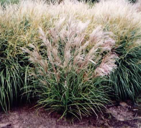 Miscanthus sin Fer