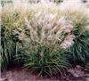 Miscanthus sin Fer