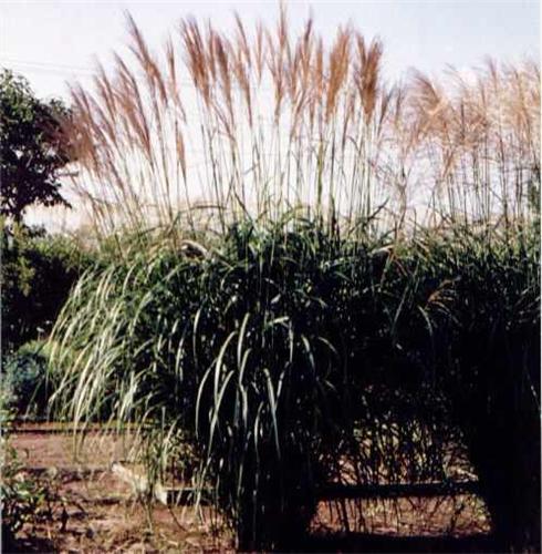 Miscanthus sin Gol