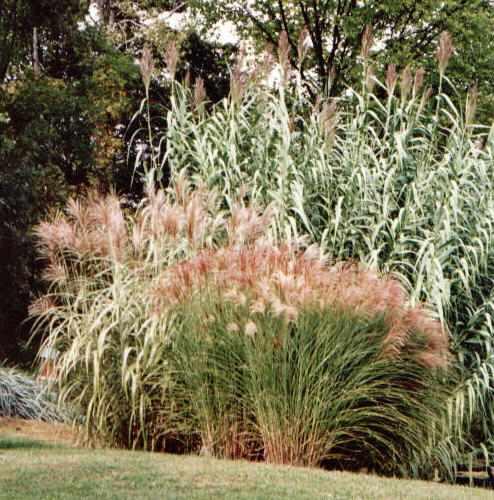 Miscanthus sin Gra