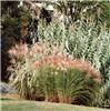 Miscanthus sin Gra