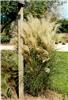 Miscanthus sin Gra