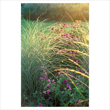 Miscanthus sin Mor