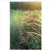 Miscanthus sin Mor