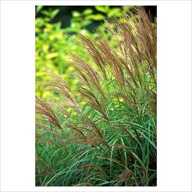 Miscanthus sin Und