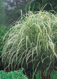 Miscanthus sin Var