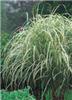 Miscanthus sin Var