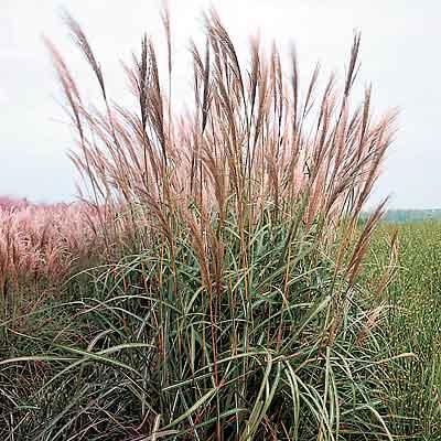 Miscanthus sin. Si