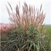 Miscanthus sin. Si