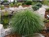 Miscanthus sinensi