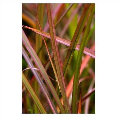 Miscanthus sinensi