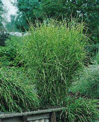 Miscanthus sinensi