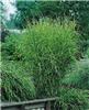 Miscanthus sinensi