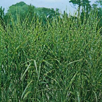 Miscanthus sinensi