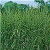 Miscanthus sinensi