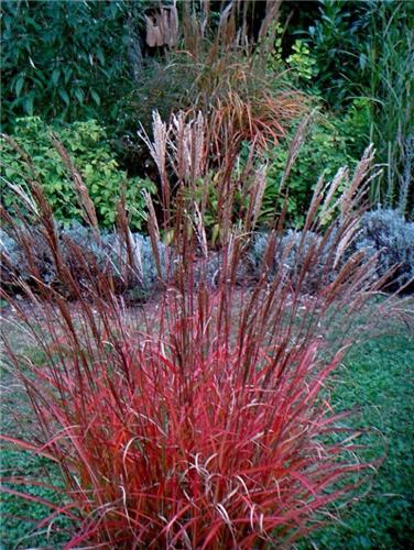 Miscanthus sinensis Afrika