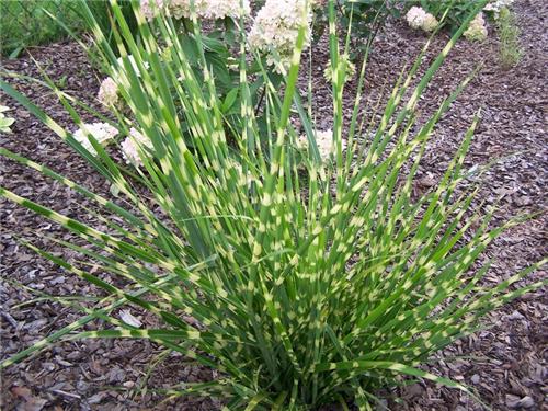 Miscanthus sinensis Apache