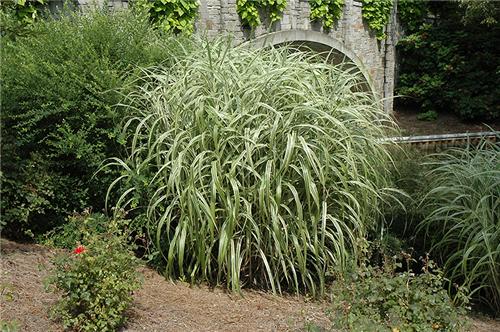 Miscanthus sinensis Cabaret