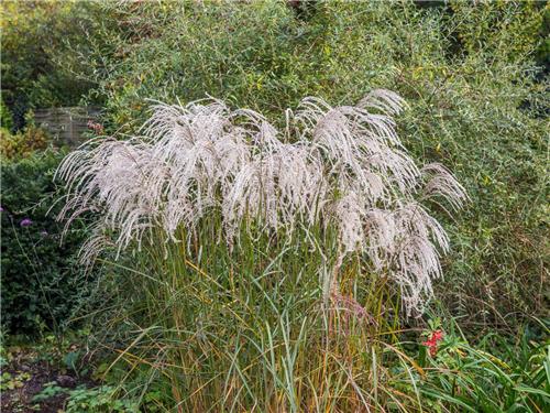 Miscanthus sinensis Champagner