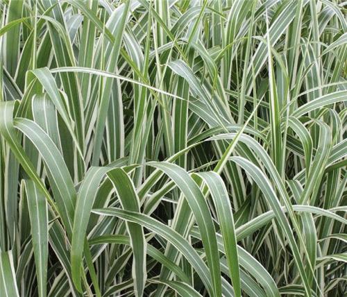 Miscanthus sinensis Cosmopolitan