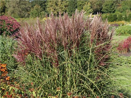 Miscanthus sinensis Dread Locks