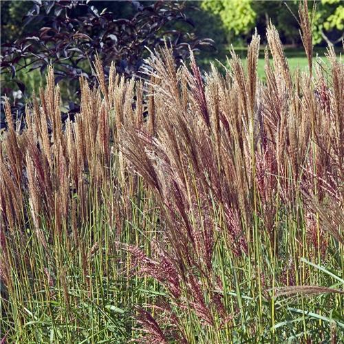 Miscanthus sinensis Dronning Ingrid