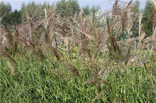 Miscanthus sinensis Emmanuel Lepage