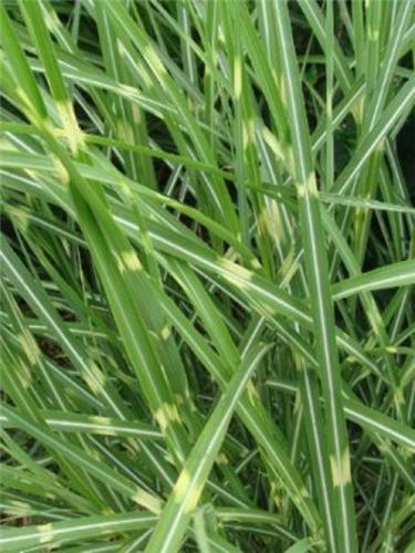 Miscanthus sinensis Etincelle