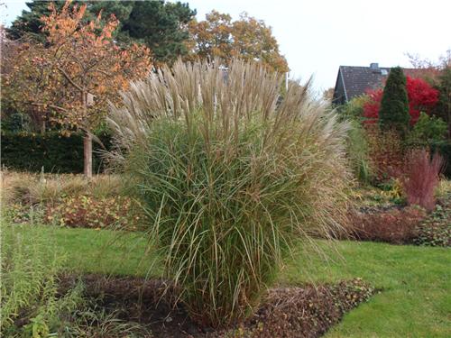 Miscanthus sinensis Federweiser