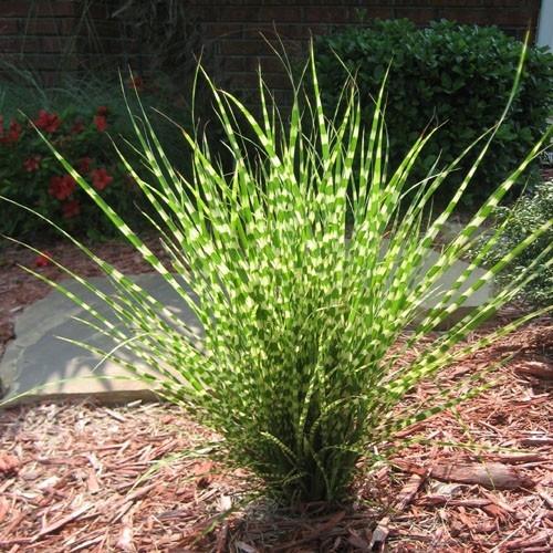 Miscanthus sinensis Gold Bar