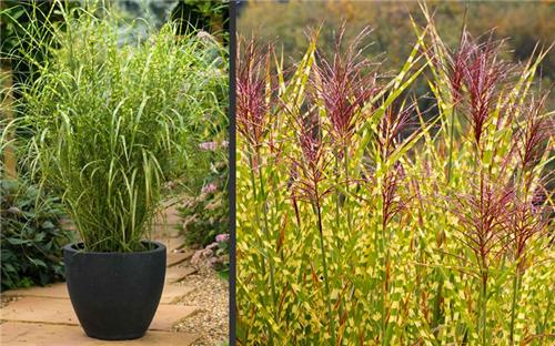 Miscanthus sinensis Gold Breeze