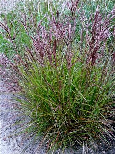 Miscanthus sinensis Ibiza