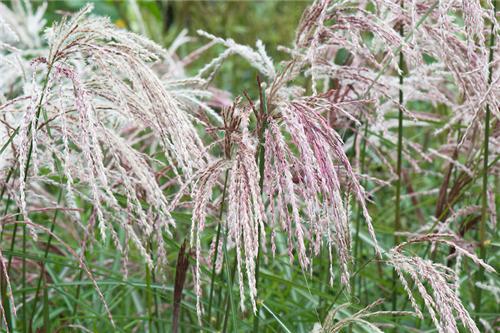 Miscanthus sinensis Kaskade