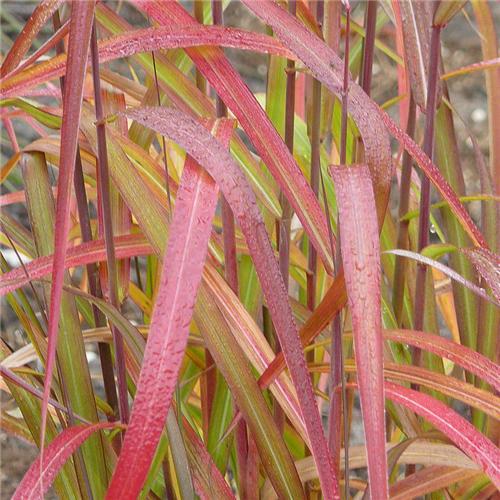 Miscanthus sinensis Navajo