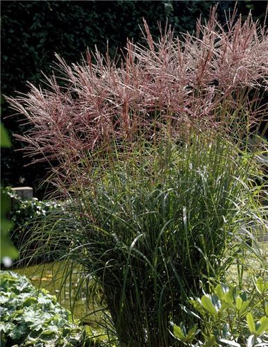 Miscanthus sinensis Nippon