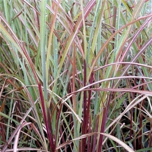 Miscanthus sinensis Purple Fall