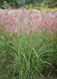Miscanthus sinensis Red Wine
