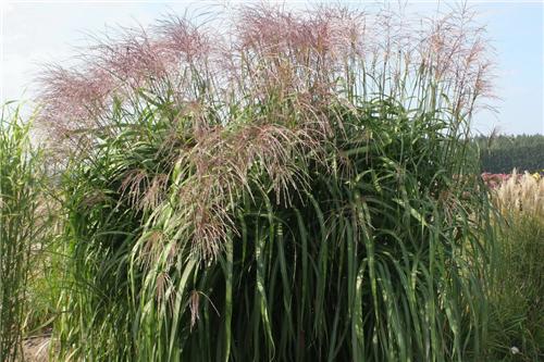 Miscanthus sinensis Rosi
