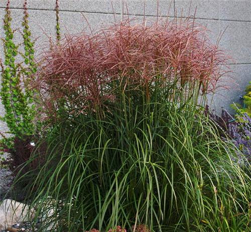 Miscanthus sinensis Rotfeder