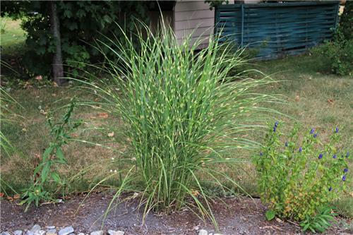 Miscanthus sinensis Strictus Dwarf