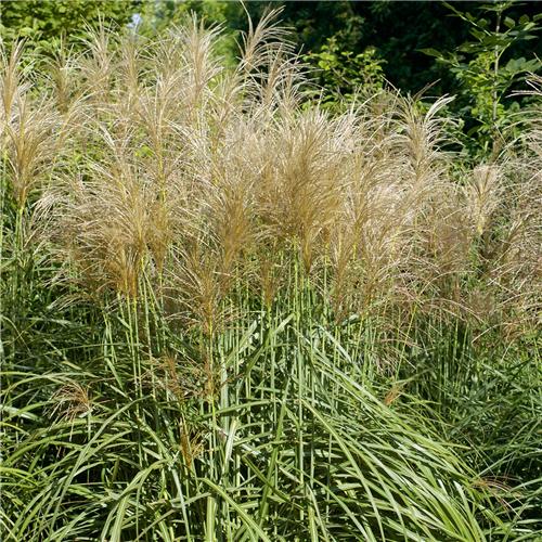 Miscanthus sinensis Vanilla Sky