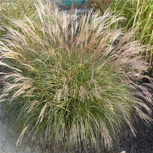 Miscanthus sinensis Yaka Dance