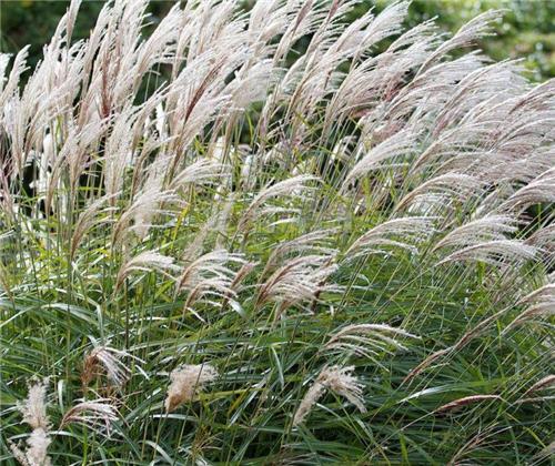 Miscanthus sinensis Yakushima Dwarf