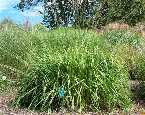 Molinia arund. Tra