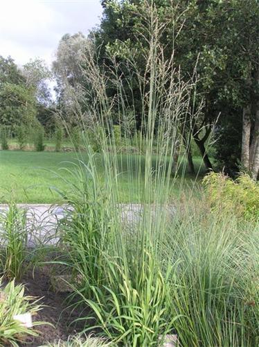 Molinia arundinacea Bergfreund