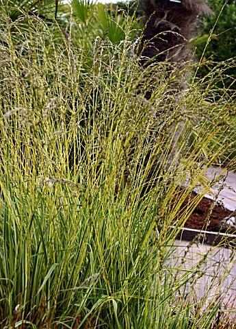 Molinia caerulea -Carmanthen-